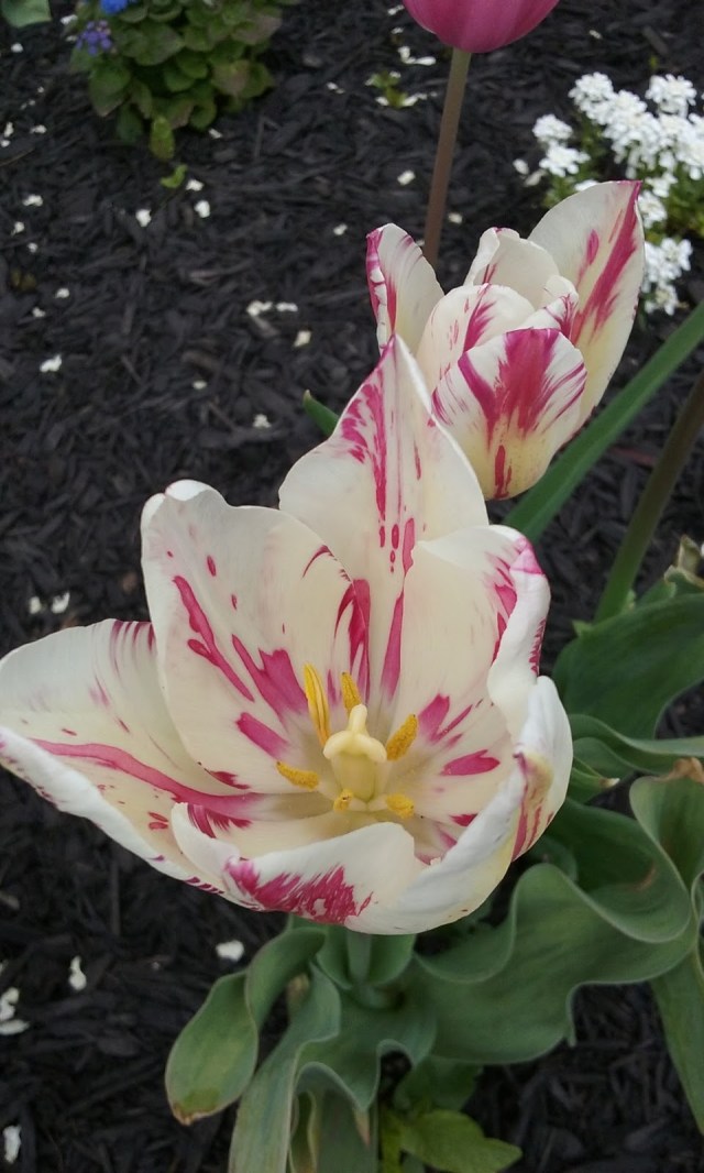 a7963-20170427_130736