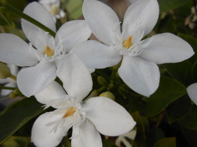 DSCN6391