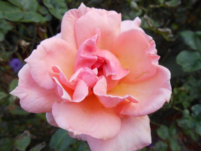 DSCN6394