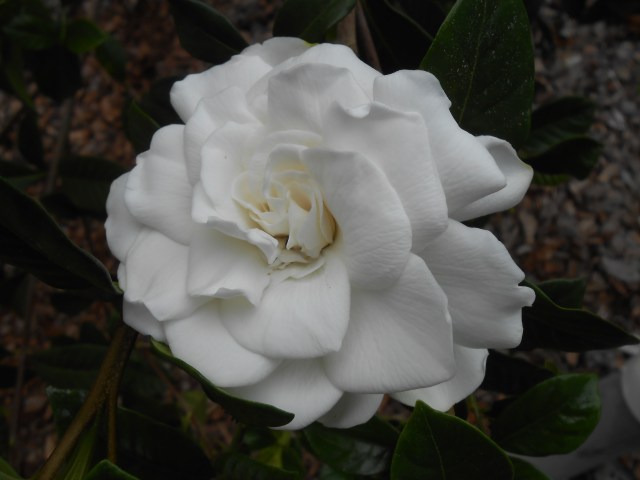 DSCN0278