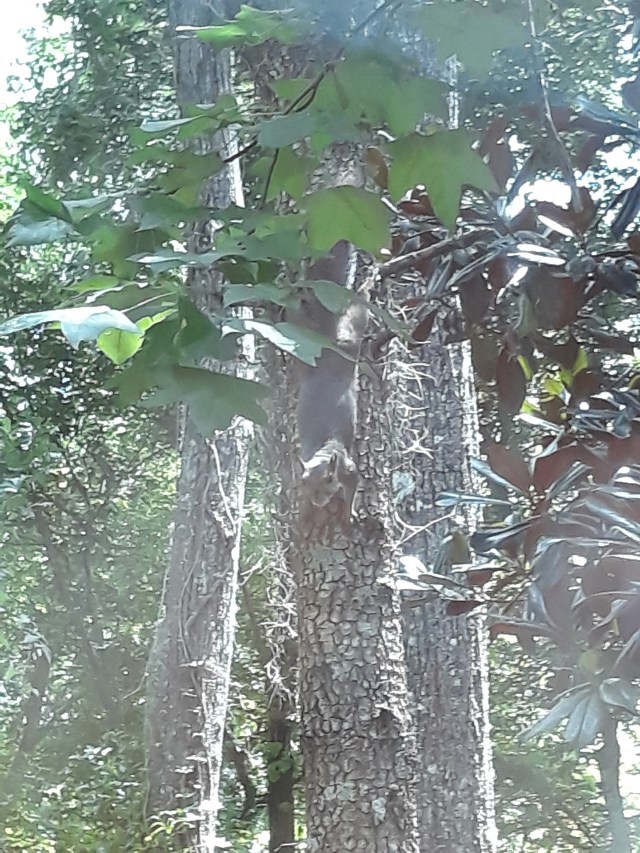 20200731_143515 - Copy